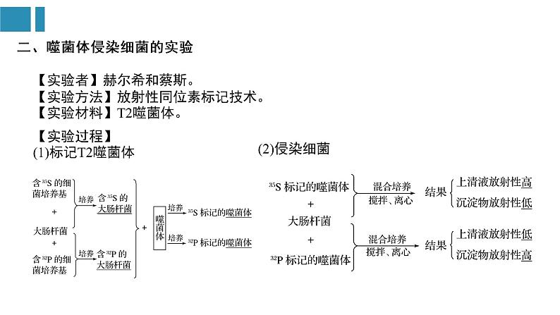 第3章 基因的本质（复习课件）-2022-2023学年高一生物单元复习（人教版2019必修2）第6页