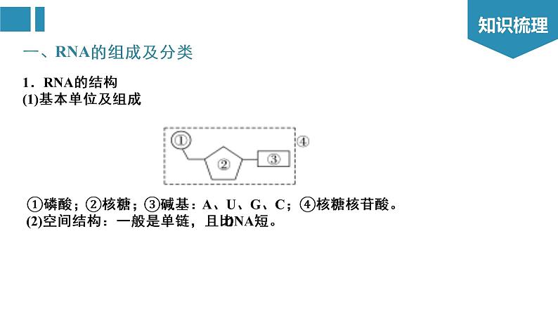 第4章 基因的表达（复习课件）-2022-2023学年高一生物单元复习（人教版2019必修2） [修复的]第3页