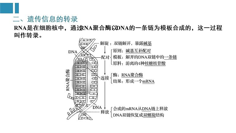 第4章 基因的表达（复习课件）-2022-2023学年高一生物单元复习（人教版2019必修2） [修复的]第5页