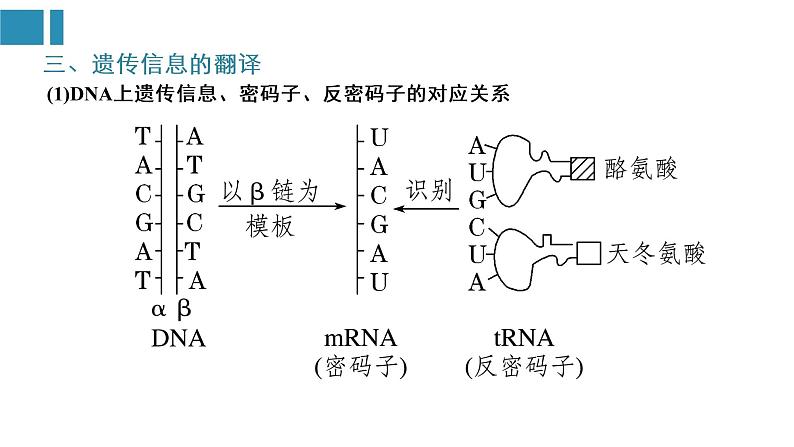 第4章 基因的表达（复习课件）-2022-2023学年高一生物单元复习（人教版2019必修2） [修复的]第7页