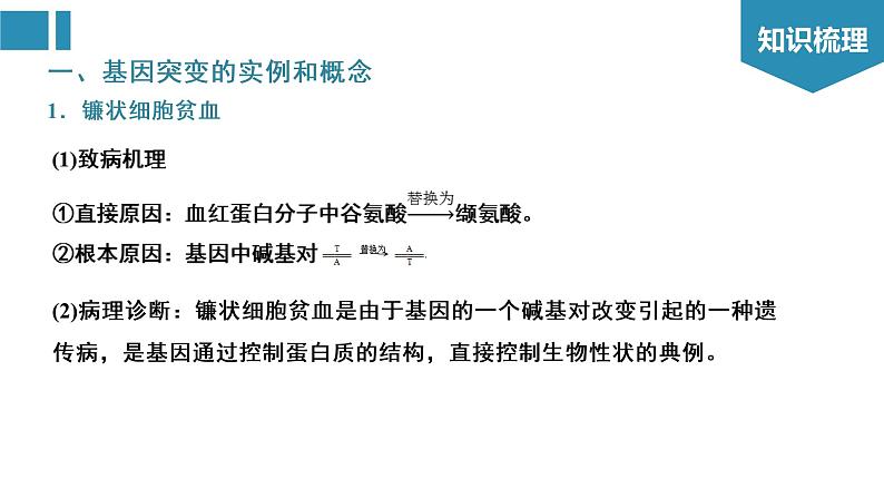 第5章 基因突变及其他变异（复习课件）-2022-2023学年高一生物单元复习（人教版2019必修2）第3页