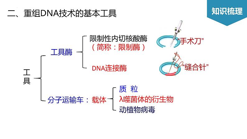 第3章 基因工程（考点串讲课件）-2022-2023学年高二生物单元复习（人教版2019选择性必修3）04