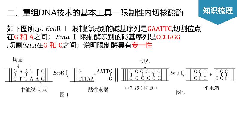 第3章 基因工程（考点串讲课件）-2022-2023学年高二生物单元复习（人教版2019选择性必修3）06