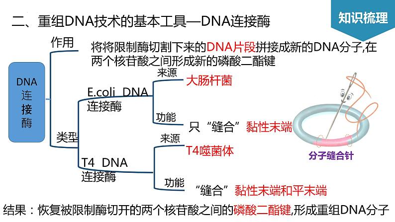 第3章 基因工程（考点串讲课件）-2022-2023学年高二生物单元复习（人教版2019选择性必修3）08