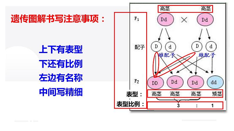 第1章 遗传因子的发现（复习课件）-2022-2023学年高一生物下学期期中期末考点大串讲06