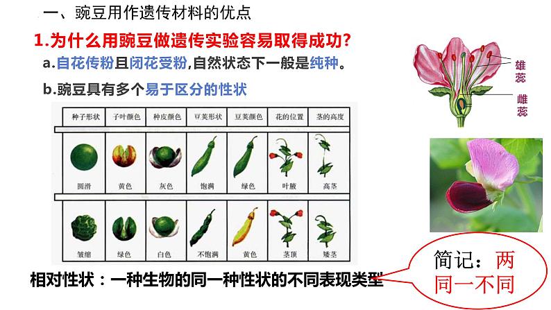 第1章 遗传因子的发现（复习课件）-2022-2023学年高一生物下学期期中期末考点大串讲07