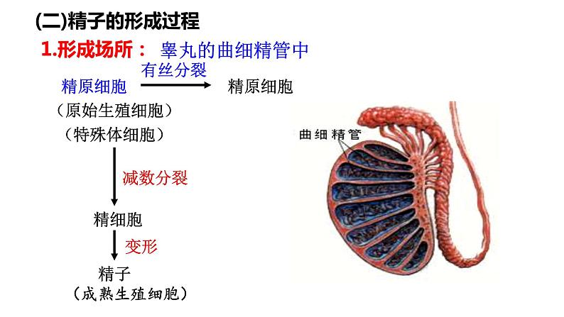 第2章 基因和染色体的关系（复习课件）-2022-2023学年高一生物下学期期中期末考点大串讲05