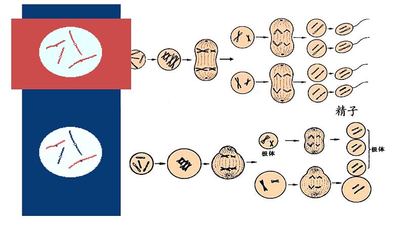 第2章 基因和染色体的关系（复习课件）-2022-2023学年高一生物下学期期中期末考点大串讲08