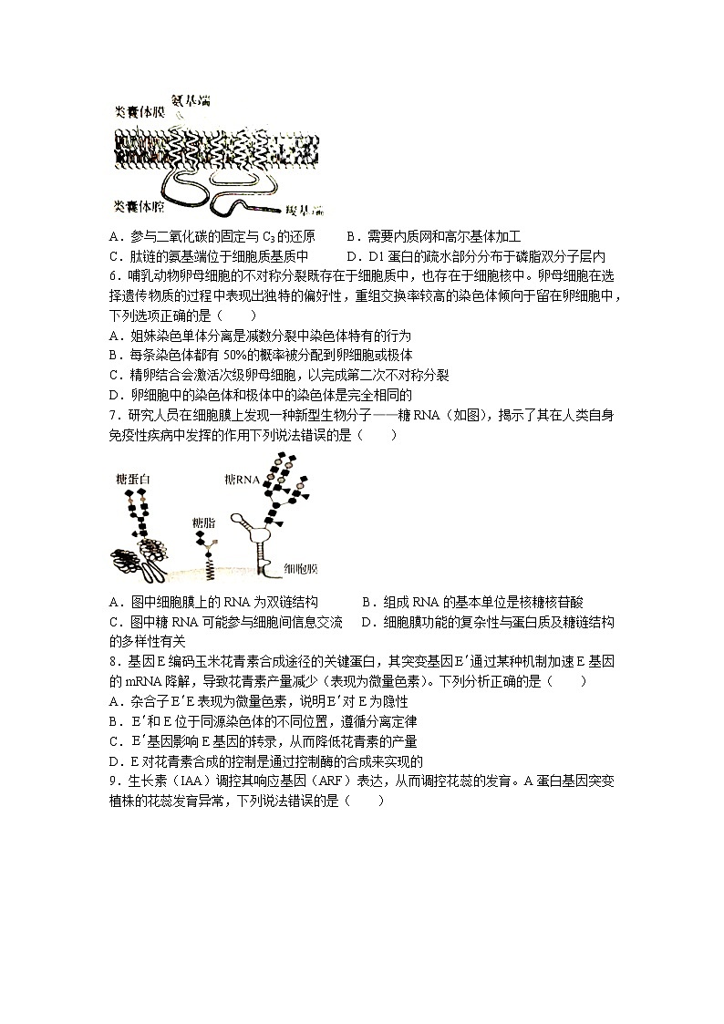 河北省邯郸市2022-2023学年高三下学期二模生物试题（Word版附解析）02