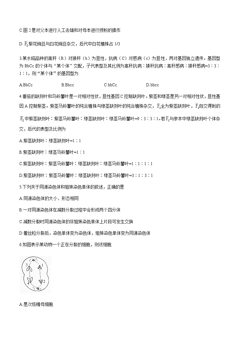 2022-2023学年河北省承德市重点高中高一下学期期中生物试题含答案02