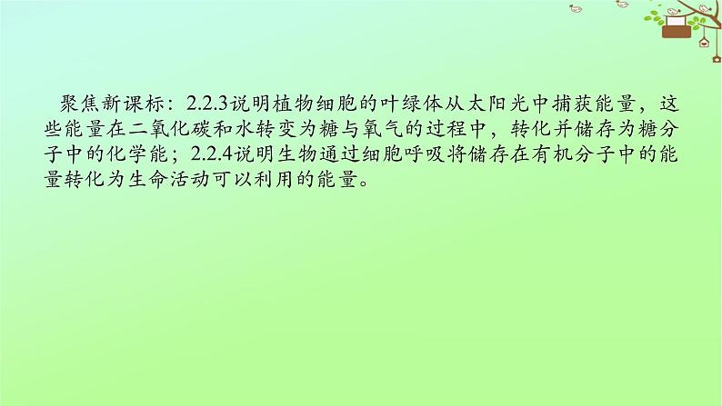 2023新教材高考生物二轮专题复习 专题二 生命系统的代谢 第2讲 细胞呼吸和光合作用课件02