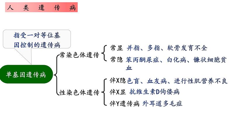 人类遗传病  人教版必修2 遗传与进化课件PPT05