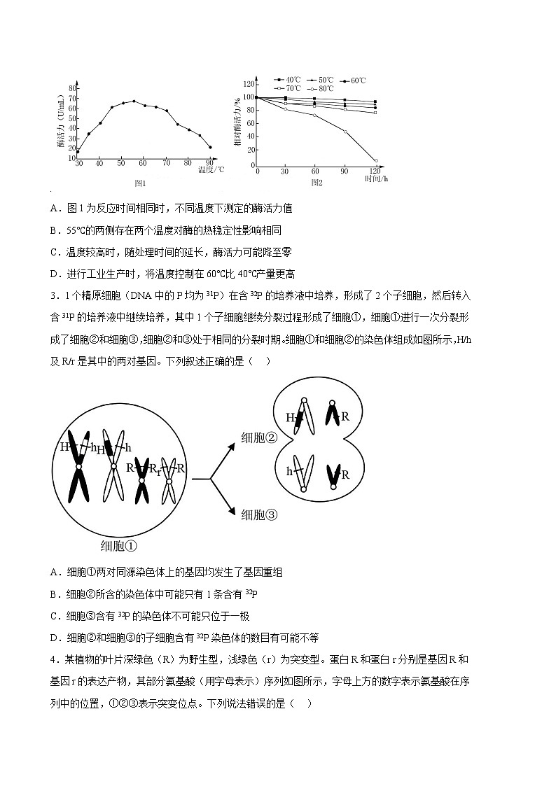 2023年高考第三次模拟考试卷-生物（辽宁B卷）（考试版）第2页