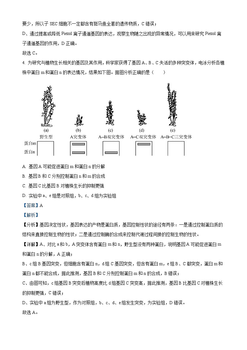 湖南师范大学附属中学2023届高三生物下学期模拟试卷（二）试题（Word版附解析）第3页