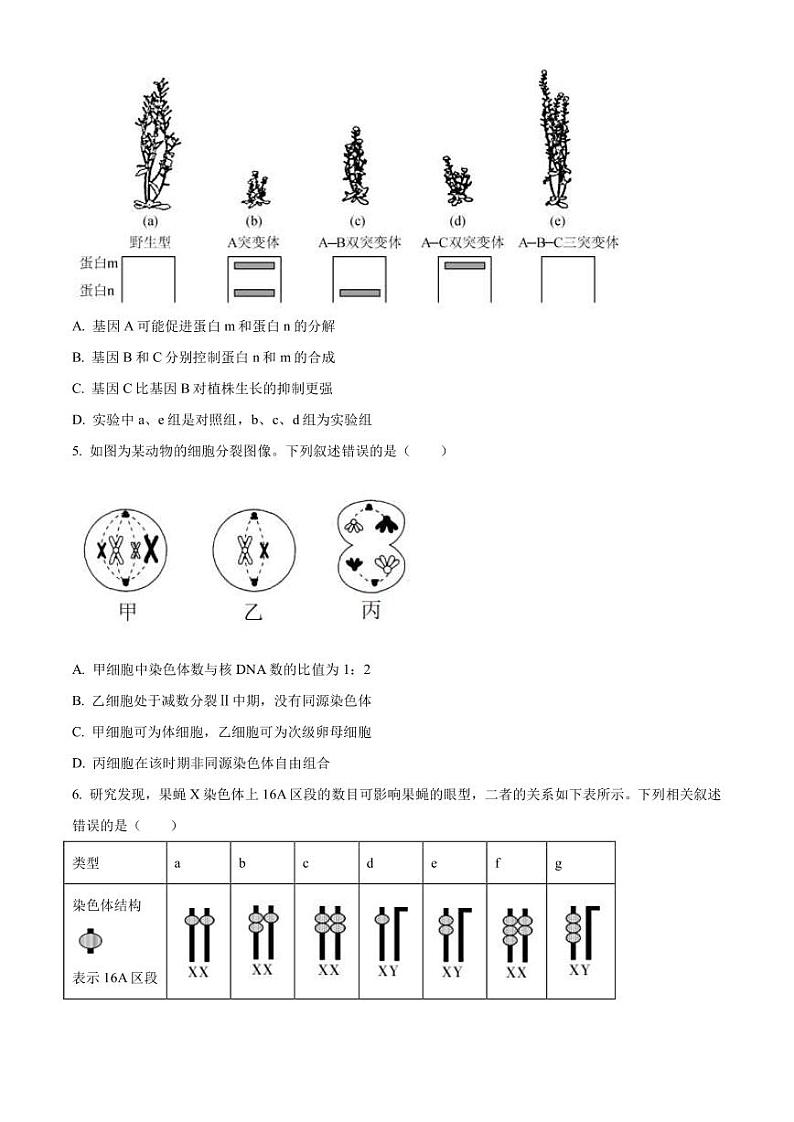 2023届湖南师范大学附属中学高三下学期模拟考试（二）生物试题PDF版含答案02