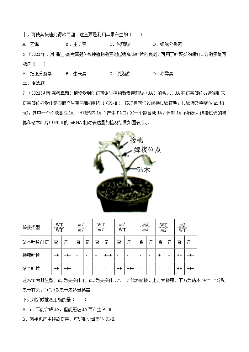 专题10 植物生命活动的调节——【全国通用】2020-2022三年高考生物真题分类汇编（原卷版+解析版）02