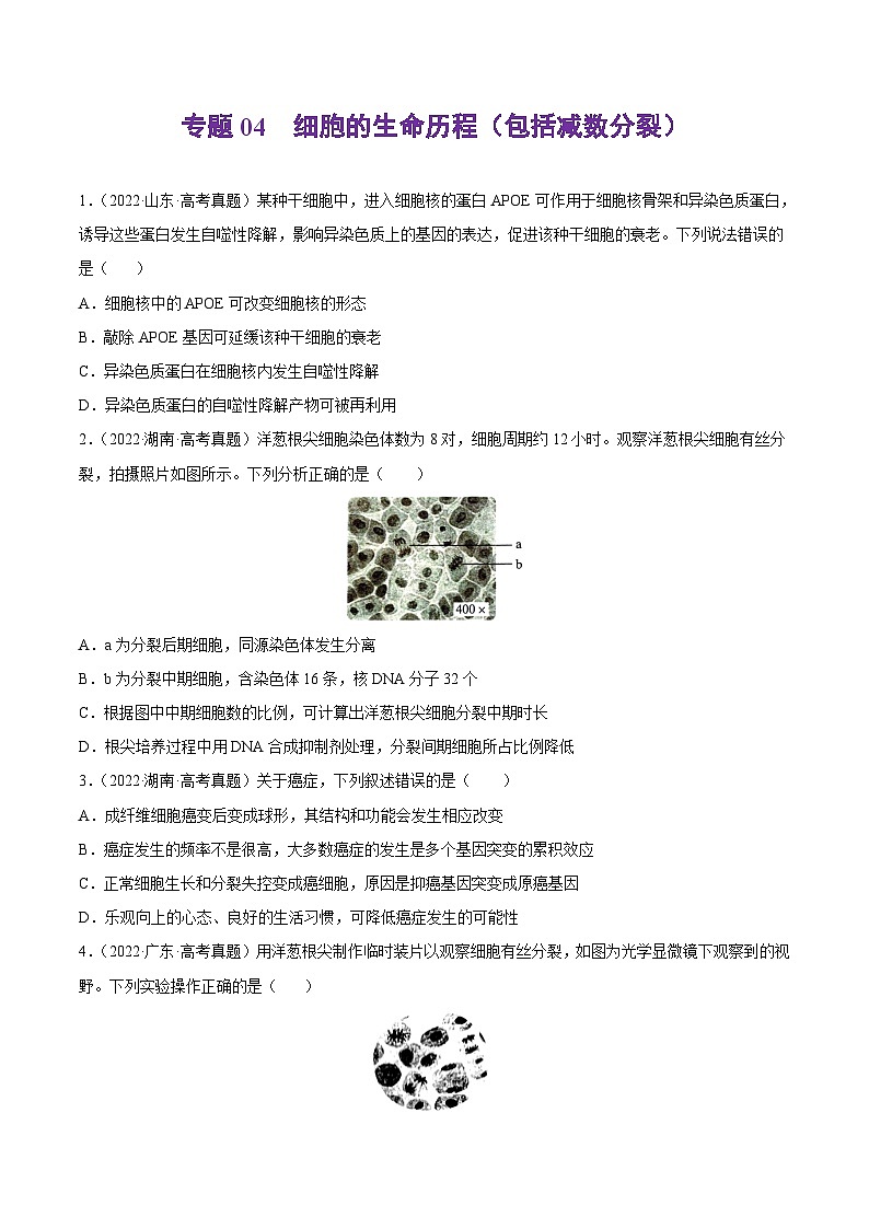 专题04 细胞的生命历程（包括减数分裂）——【新高考专用】2020-2022三年高考真题生物分类汇编（原卷版+解析版）01