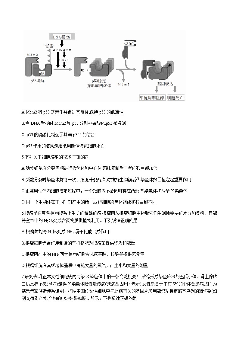 2022-2023学年甘肃省张掖市重点校高三上学期期中检测生物word版含答案03