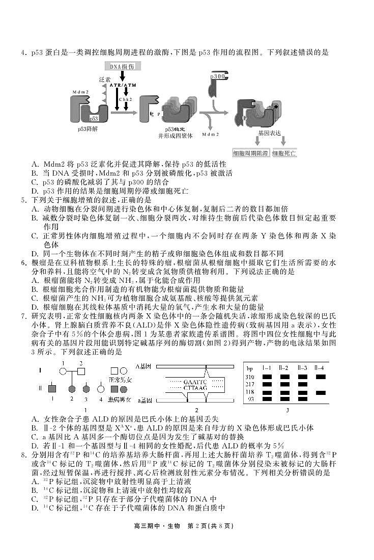 2022-2023学年甘肃省张掖市重点校高三上学期期中检测生物word版含答案02