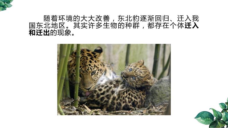 高中生物选择性必修二 1 1 种群的数量特征（第二课时）精品课件练习题08