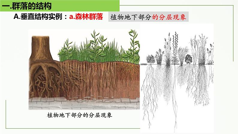 高中生物选择性必修二 2 1 群落的结构（第2课时）精讲课件练习题07