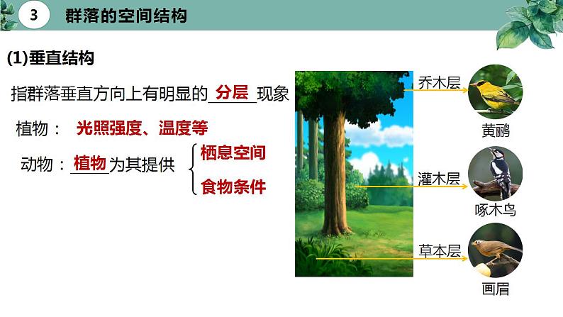 高中生物选择性必修二 2 1 群落的结构（第二课时）精品课件练习题05