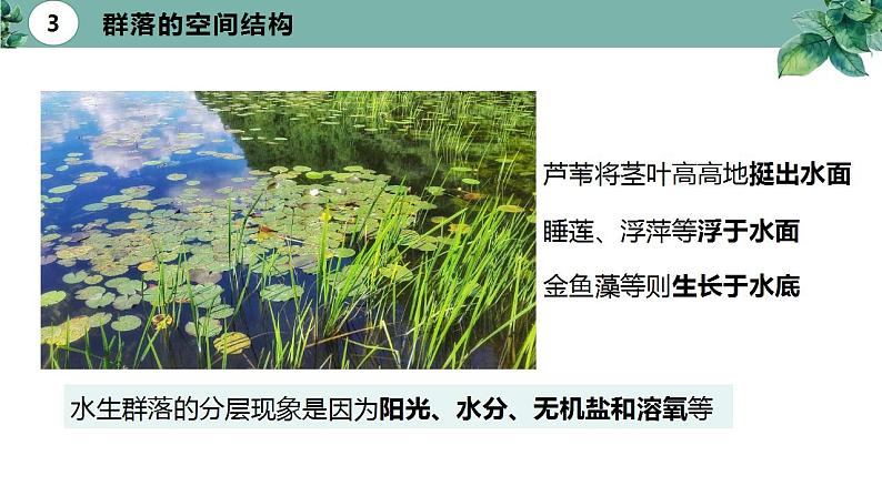 高中生物选择性必修二 2 1 群落的结构（第二课时）精品课件练习题06