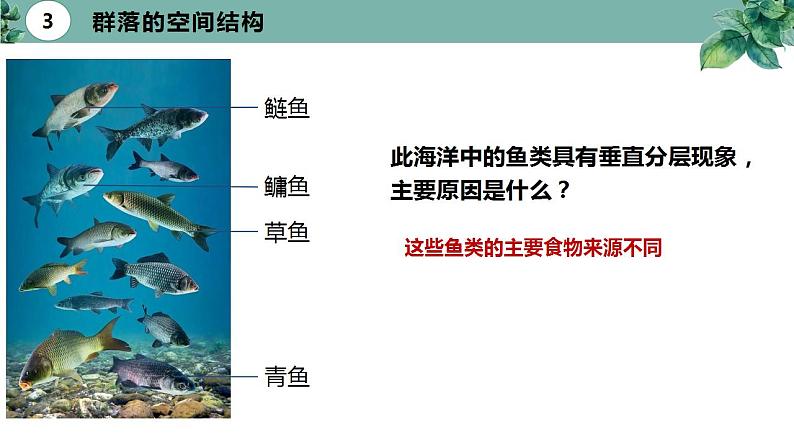 高中生物选择性必修二 2 1 群落的结构（第二课时）精品课件练习题07