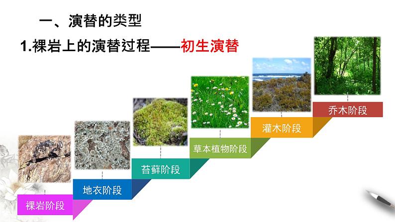 高中生物选择性必修二 2 3 群落的演替课件PPT第4页