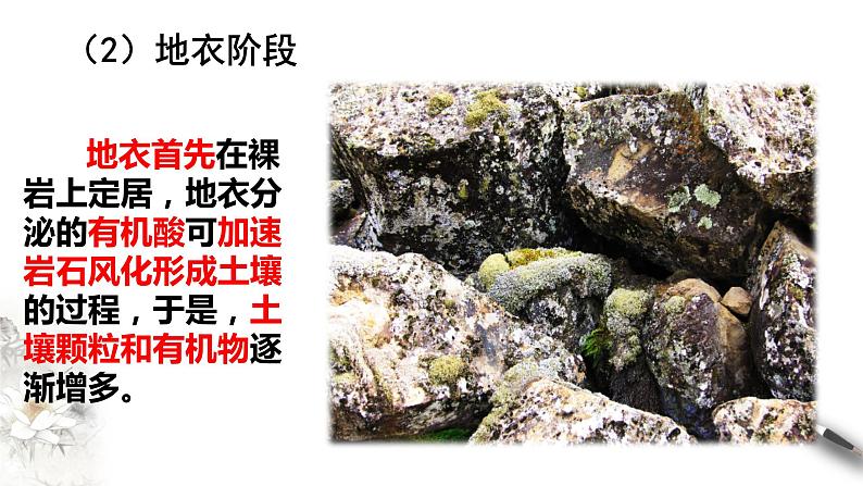 高中生物选择性必修二 2 3 群落的演替课件PPT第6页