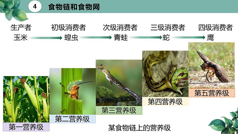 高中生物选择性必修二 3 1 生态系统的结构（第二课时）精品课件练习题05