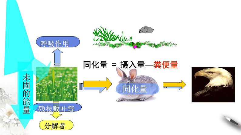 高中生物选择性必修二 3 2生态系统的能量流动课件PPT第6页