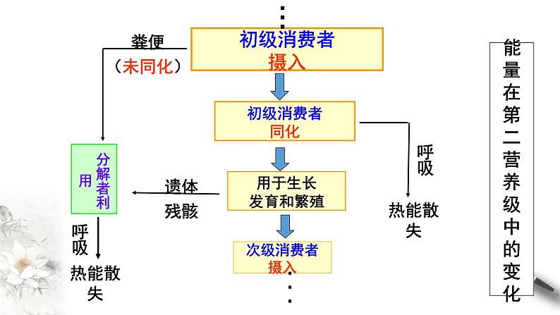 高中生物选择性必修二 3 2生态系统的能量流动课件PPT第7页