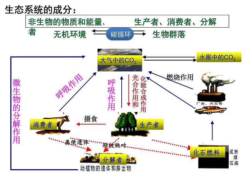 高中生物选择性必修二 3 3生态系统的物质循环 课件练习题第5页