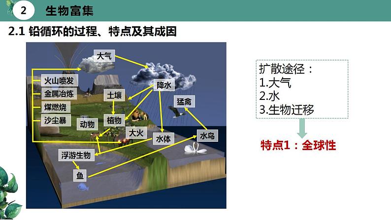 高中生物选择性必修二 3 3生态系统的物质循环（第二课时）精品课件练习题第6页