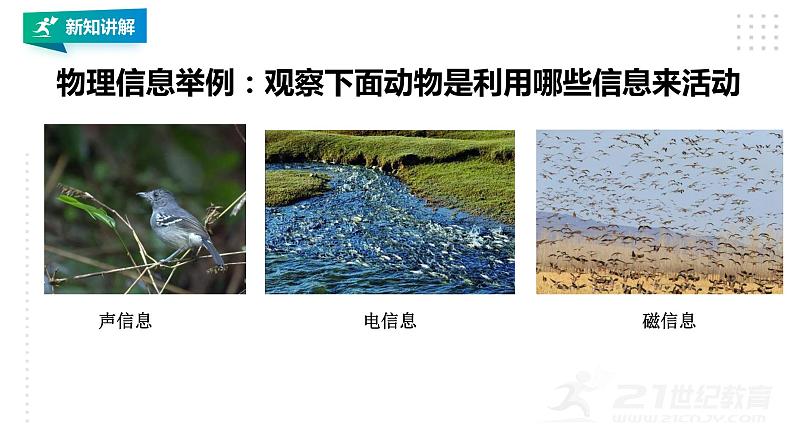 高中生物选择性必修二 3 4生态系统的信息传递课件PPT第8页