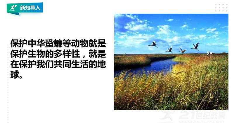 高中生物选择性必修二 4 2生物多样性及其保护课件PPT第3页