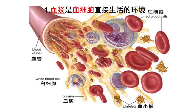 高中生物选择性必修一   高中生物 1 1 细胞生活的环境 课件练习题第6页