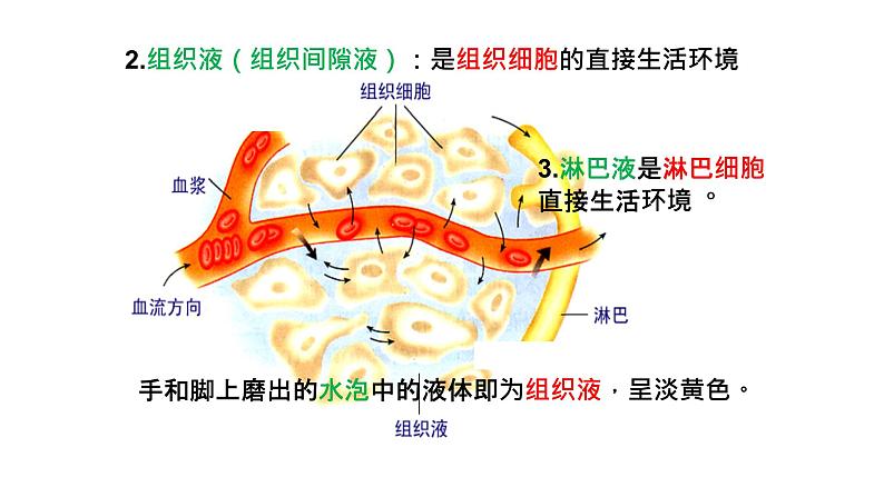 高中生物选择性必修一   高中生物 1 1 细胞生活的环境 课件练习题第7页