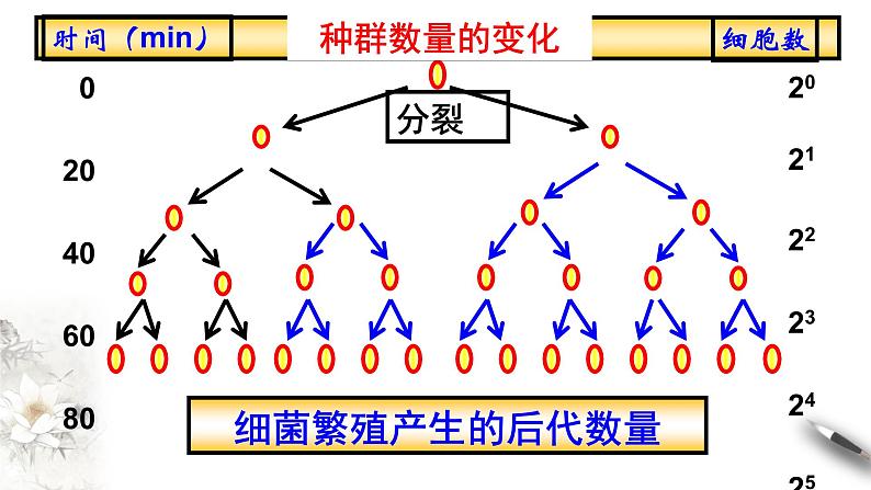 高中生物选择性必修二 第二节种群数量的变化课件PPT第8页