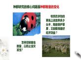 高中生物选择性必修二 第一章第1节种群的数量特征课件PPT