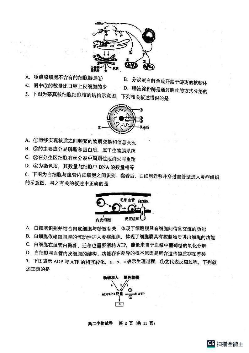 重庆市巴蜀中学2022-2023学年高二上学期第一次月考生物试题第2页