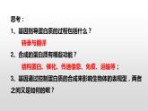 4.2基因表达与性状的关系-2020-2021学年高一生物人教版(2019)必修2