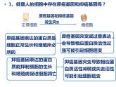 5.1基因突变和基因重组-2020-2021学年高一生物人教版(2019)必修2