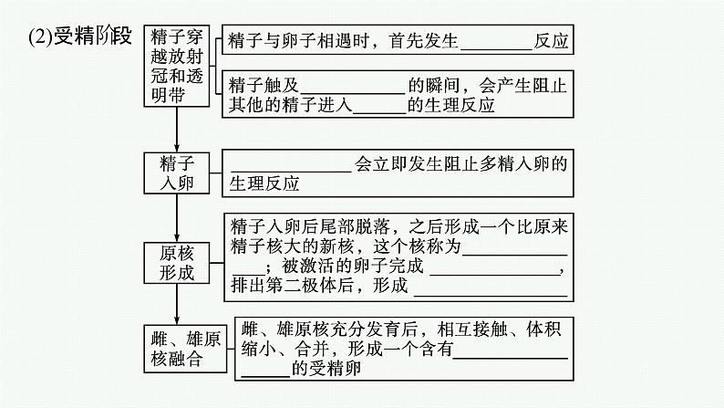 北师大版高中生物选择性必修三受精和早期胚胎的发育课件06