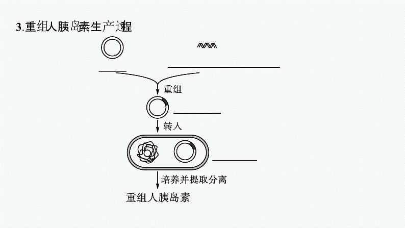 北师大版高中生物选择性必修三基因工程的原理课件第6页