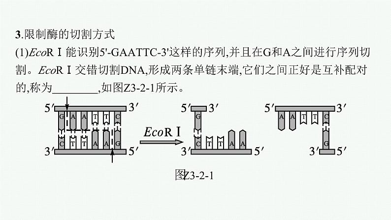 北师大版高中生物选择性必修三基因工程的基本工具课件06