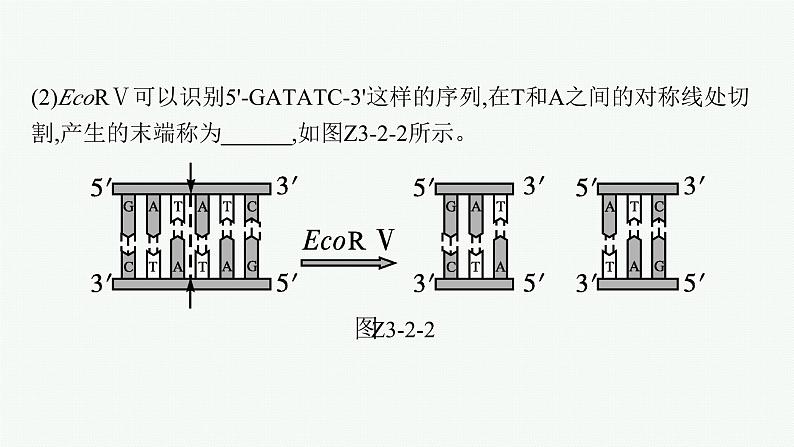 北师大版高中生物选择性必修三基因工程的基本工具课件07