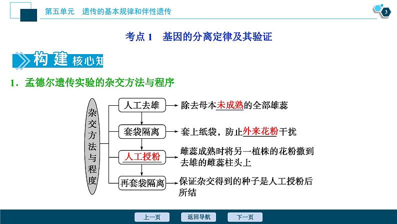 高中生物高考1 第13讲　基因的分离定律课件PPT第4页