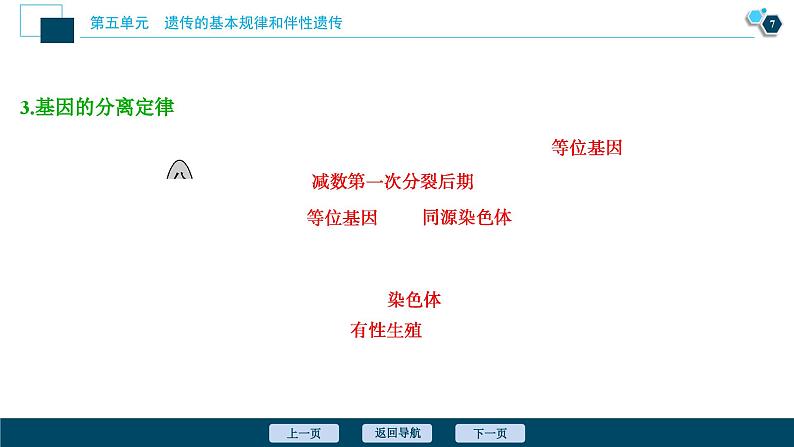 高中生物高考1 第13讲　基因的分离定律课件PPT第8页